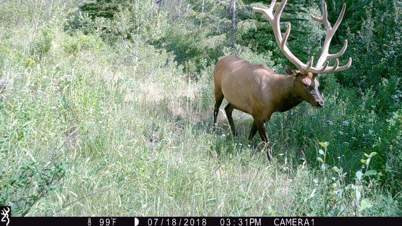Antlers Lodge Cooke City Exteriér fotografie